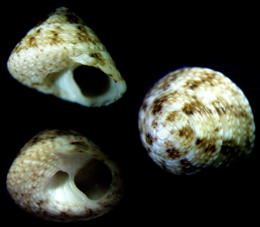 Gibbula leucophaea?